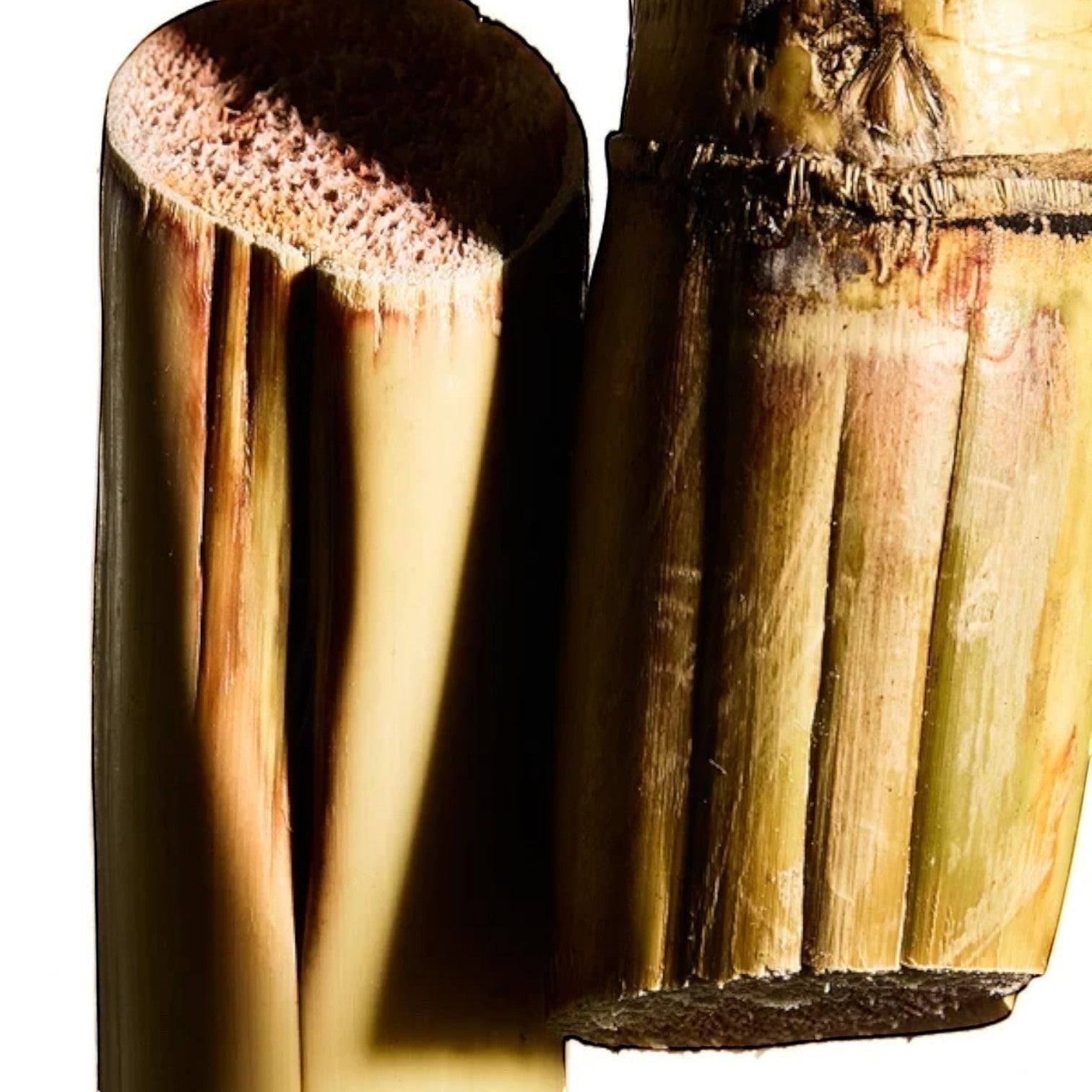 Close-up of sugarcane stalks used as a natural ingredient in Shop Rescue Spa Cream Supreme moisturizer