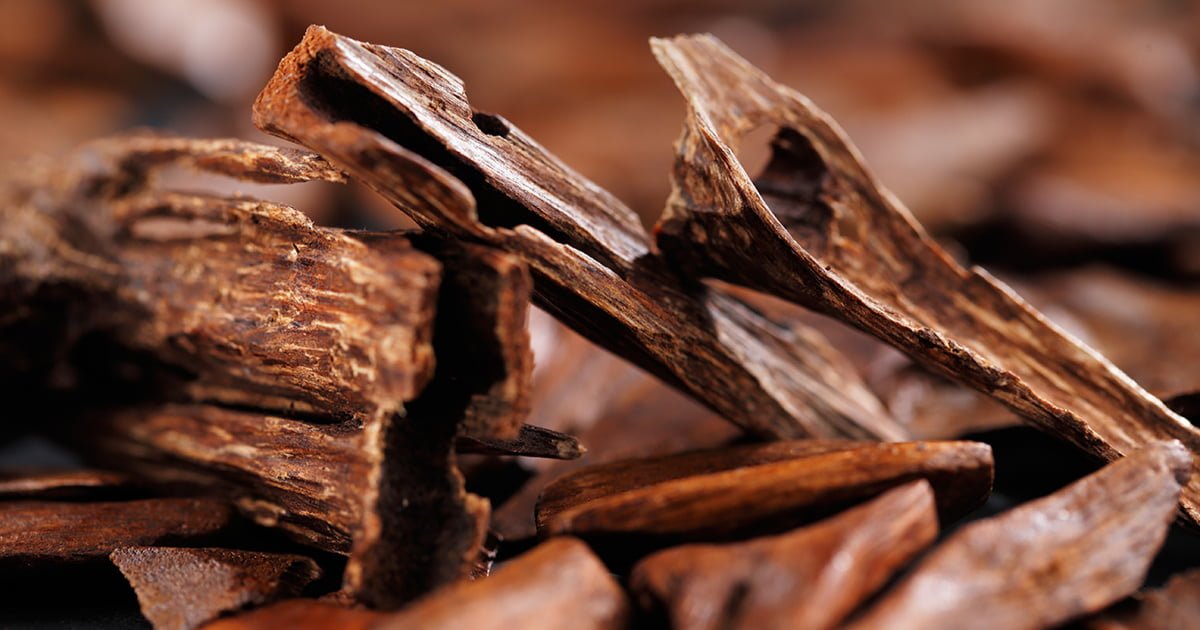 Woody Scents: The Warmth of the Forest in a Bottle