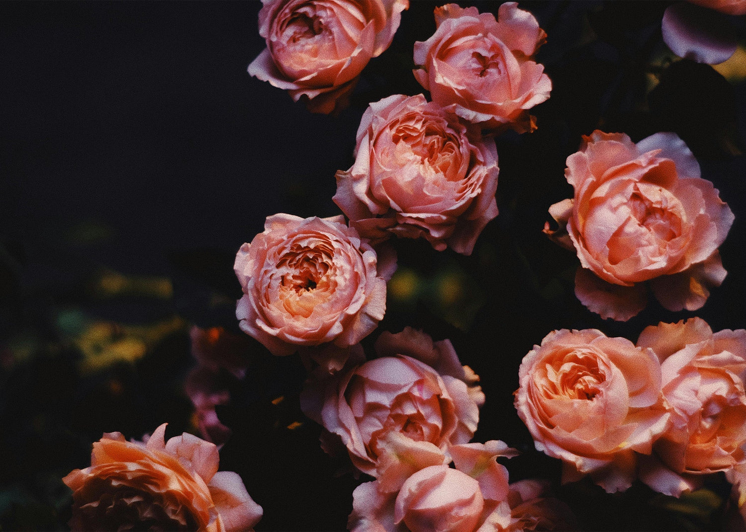 Floral Scents: The Largest and Most Diverse Fragrance Family
