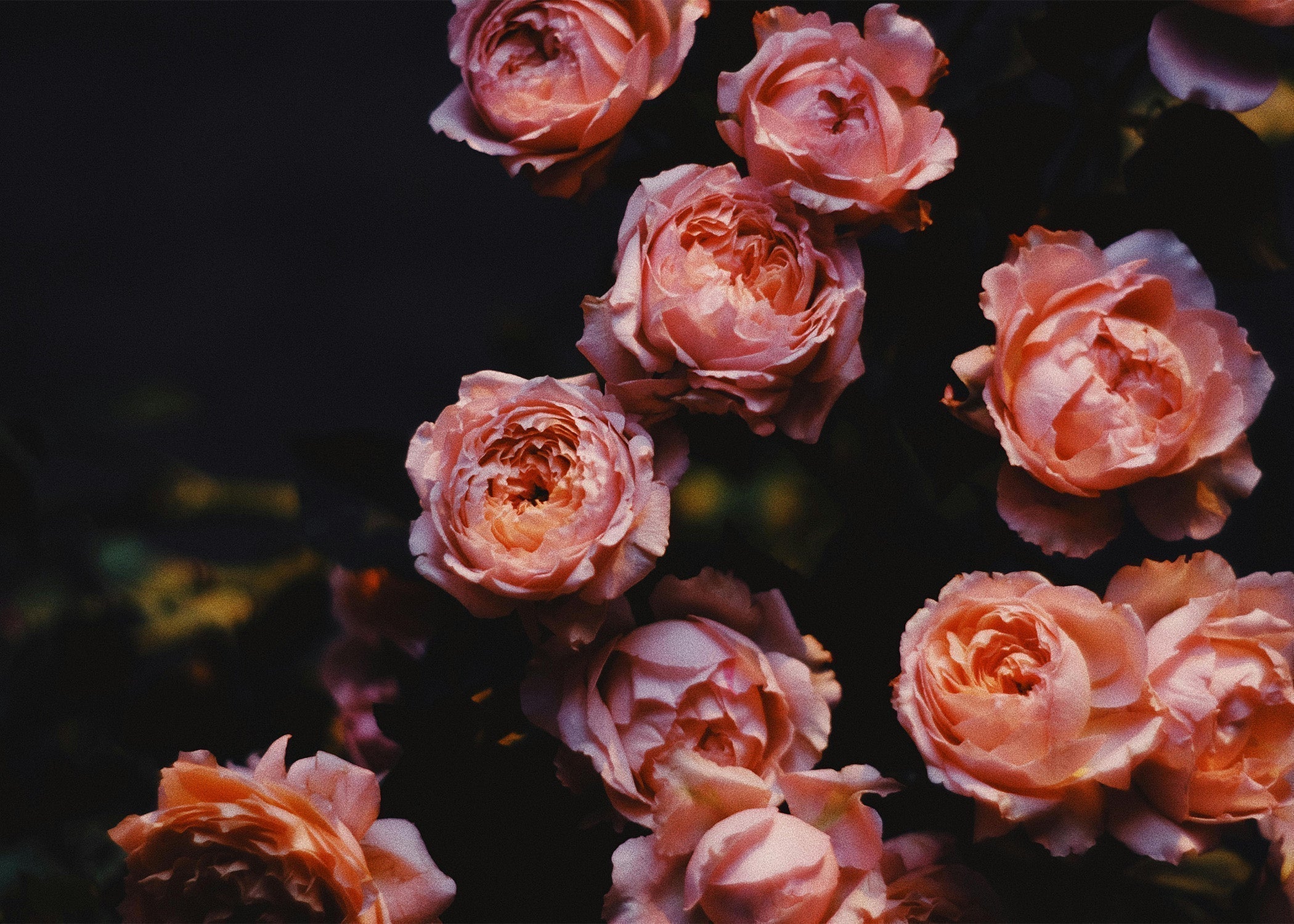 Floral Scents: The Largest and Most Diverse Fragrance Family