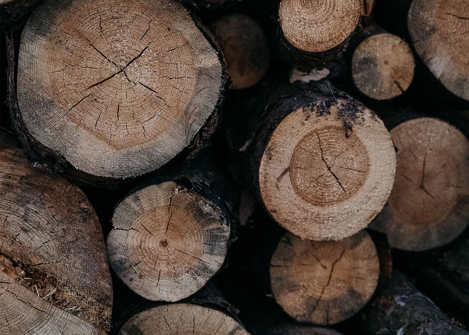 The Quiet Foundation: Understanding Woody Fragrances