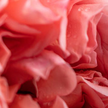 Rosa Tobacco Room Diffuser