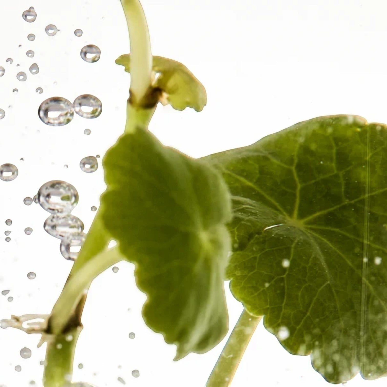 Centella Asiatica plant leaves submerged in water with bubbles, a key ingredient in Shop Rescue Spa Cream Supreme.