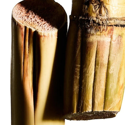 Close-up of sugarcane stalks used as a natural ingredient in Shop Rescue Spa Cream Supreme moisturizer