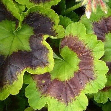 Shop Rescue Spa Maserati room diffuser features vibrant green and deep purple geranium leaves as a key scent note