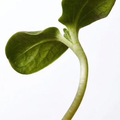 A vibrant green seedling sprout against a white background, representing the clean, natural ingredients of Shop Rescue Spa Master Mask.
