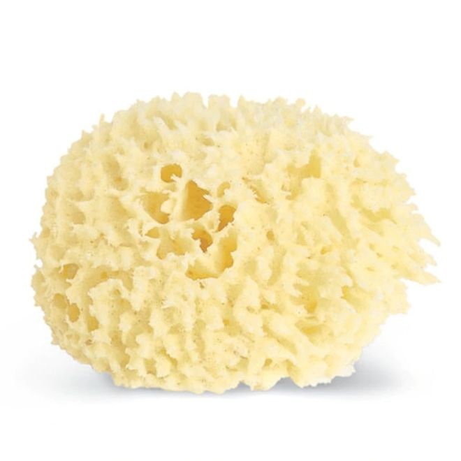 Large Wool Sponge